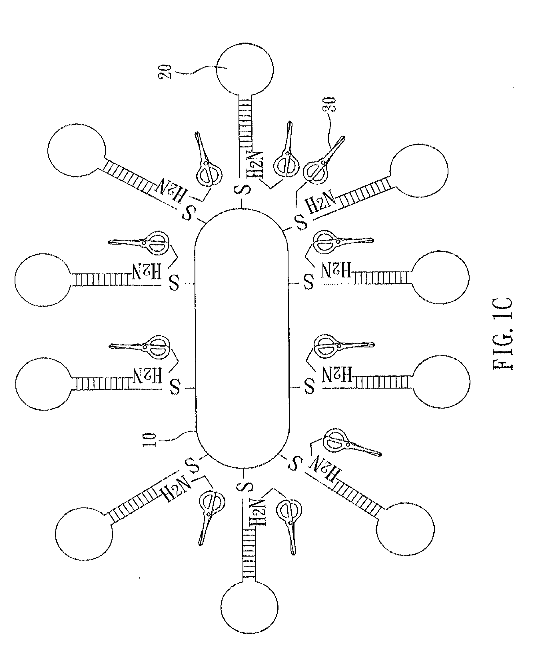 Nucleic acid cleavage complex and method for using the same