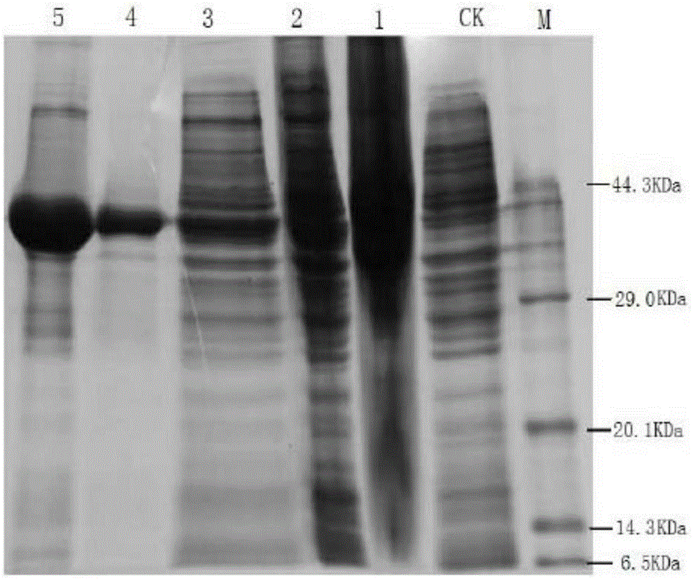 Artemisia annua flavanonol oxidase gene AaDHFO2 as well as encoding protein and application thereof