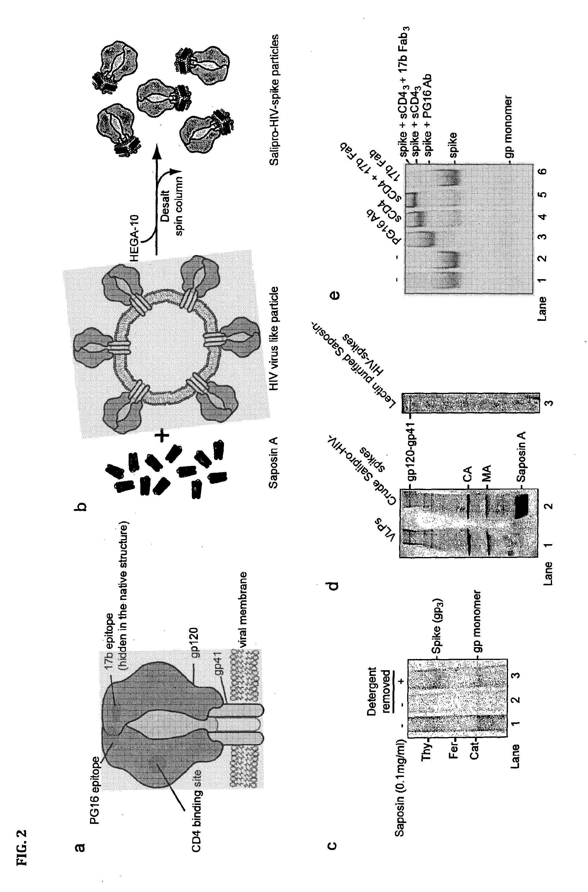 Antigen and method for production thereof