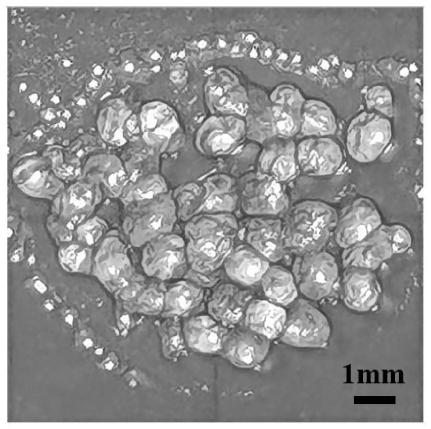 Microfluidic preparation method and application of marine polymer microspheres