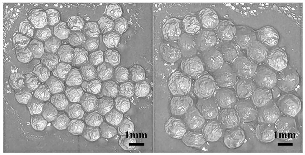 Microfluidic preparation method and application of marine polymer microspheres