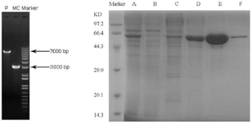 MC (Minicircle) DNA (Deoxyribonucleic Acid) for expressing Her2-BTEC [Bridge between Her2 (Human Epidermal Growth Factor Receptor-2)-Positive Cells and Effector Cells] and application thereof