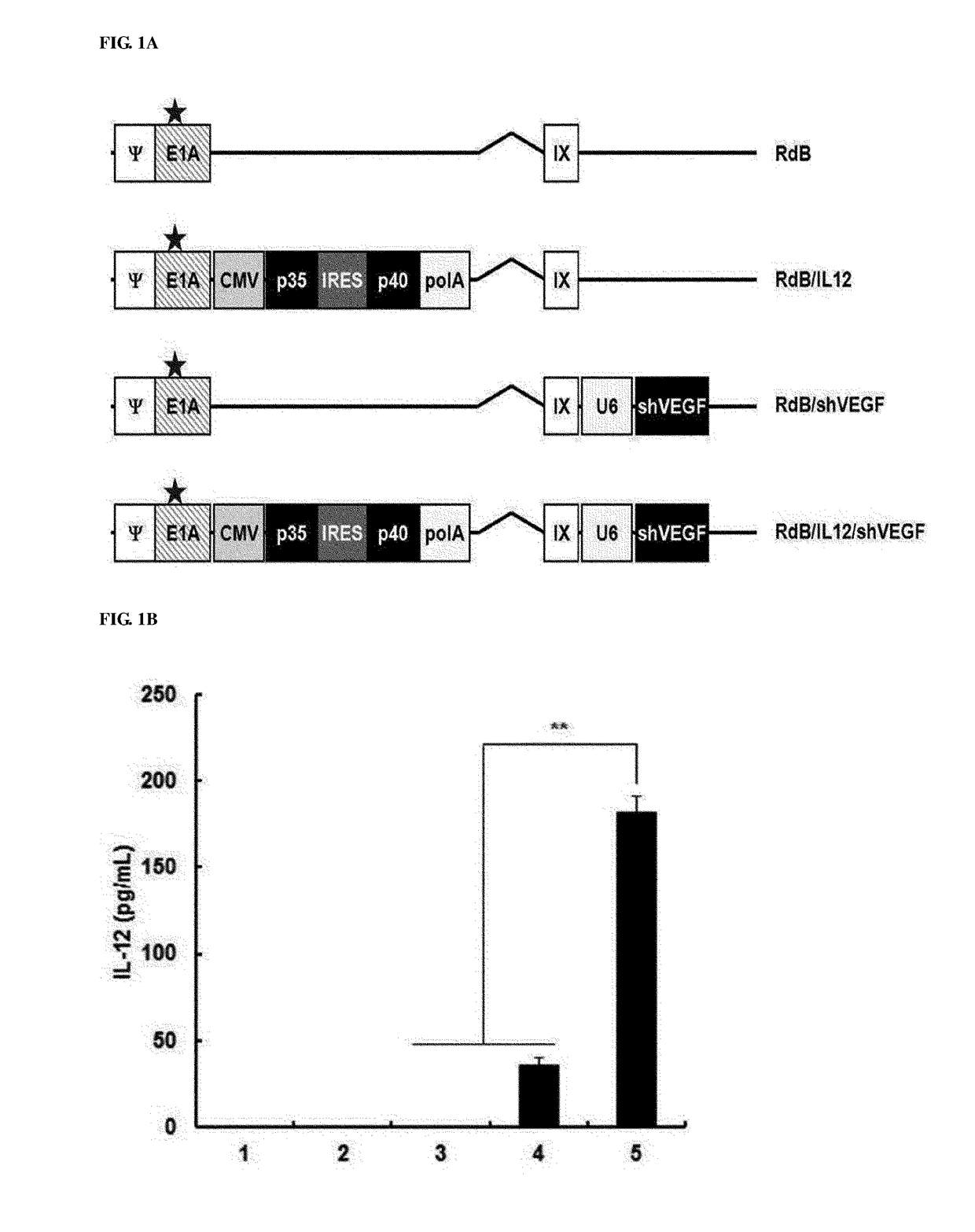 Antitumor immunity enhancing composition containing adenovirus simultaneously expressing il-12 and shvegf