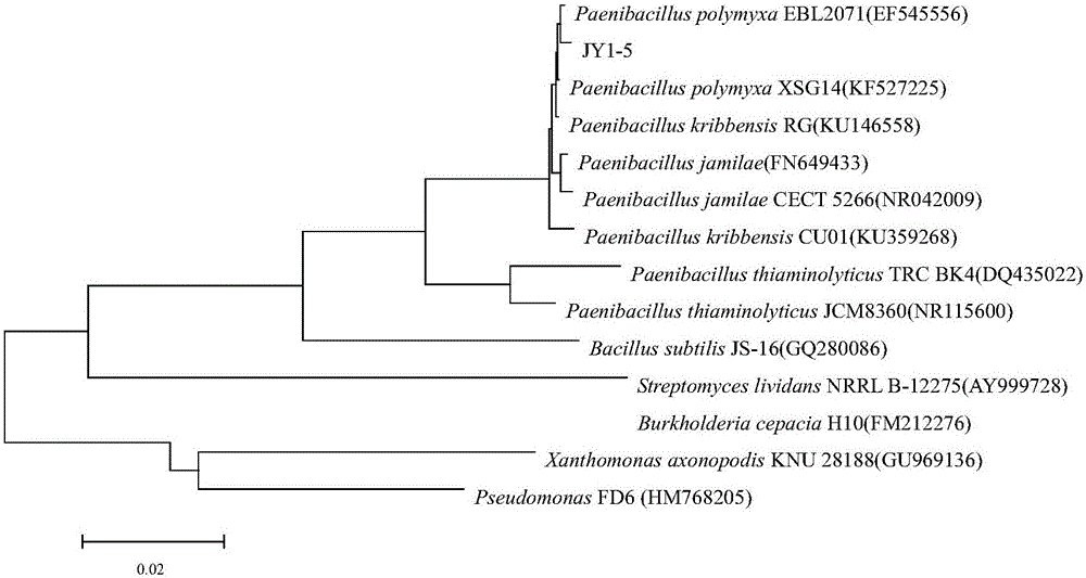 Paenibacillus polymyxa and application thereof