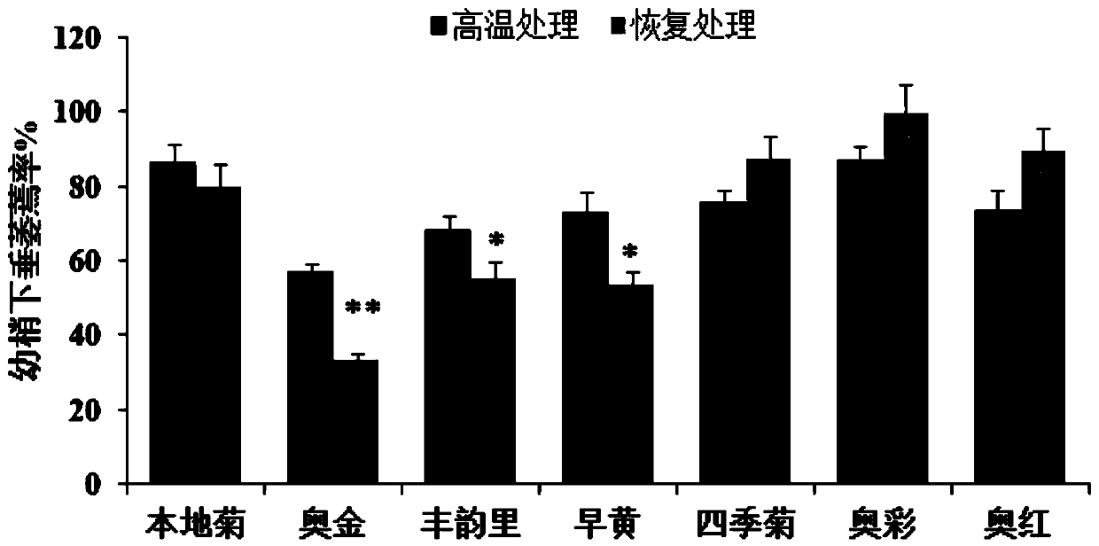 Method for screening heat-resistant chrysanthemum