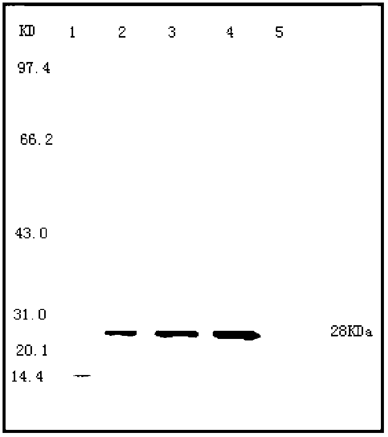 Vaccine composition containing porcine circovirus type 2 antigen and haemophilus parasuis antigen, as well as preparation method and application thereof