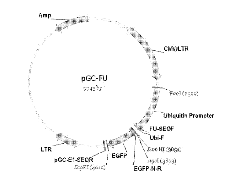 Construction and identification of over-expression lentivirus vector of rat GSK-3 beta (Glycogen Synthase Kinase-3 beta) target gene