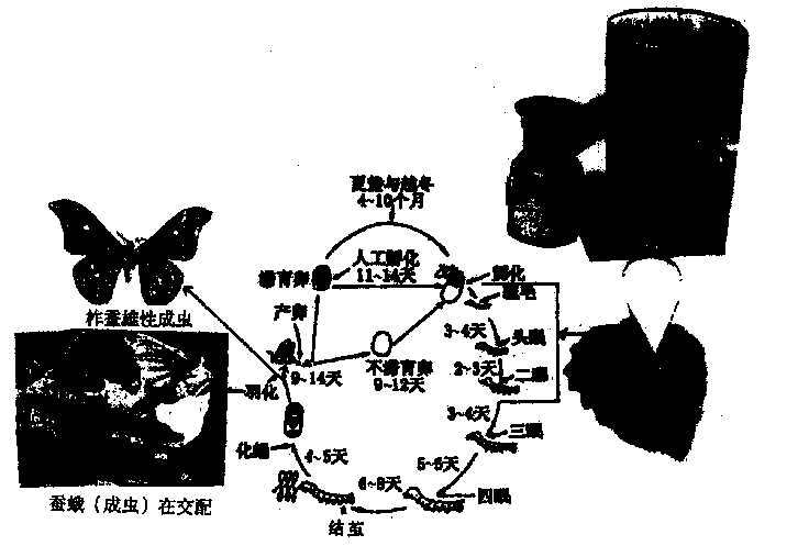 Asexual cultivation method of male tussah