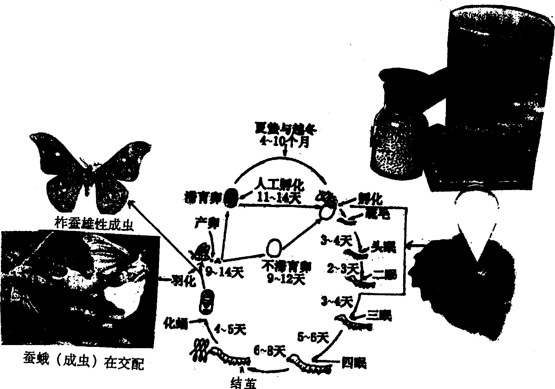 Asexual cultivation method of male tussah