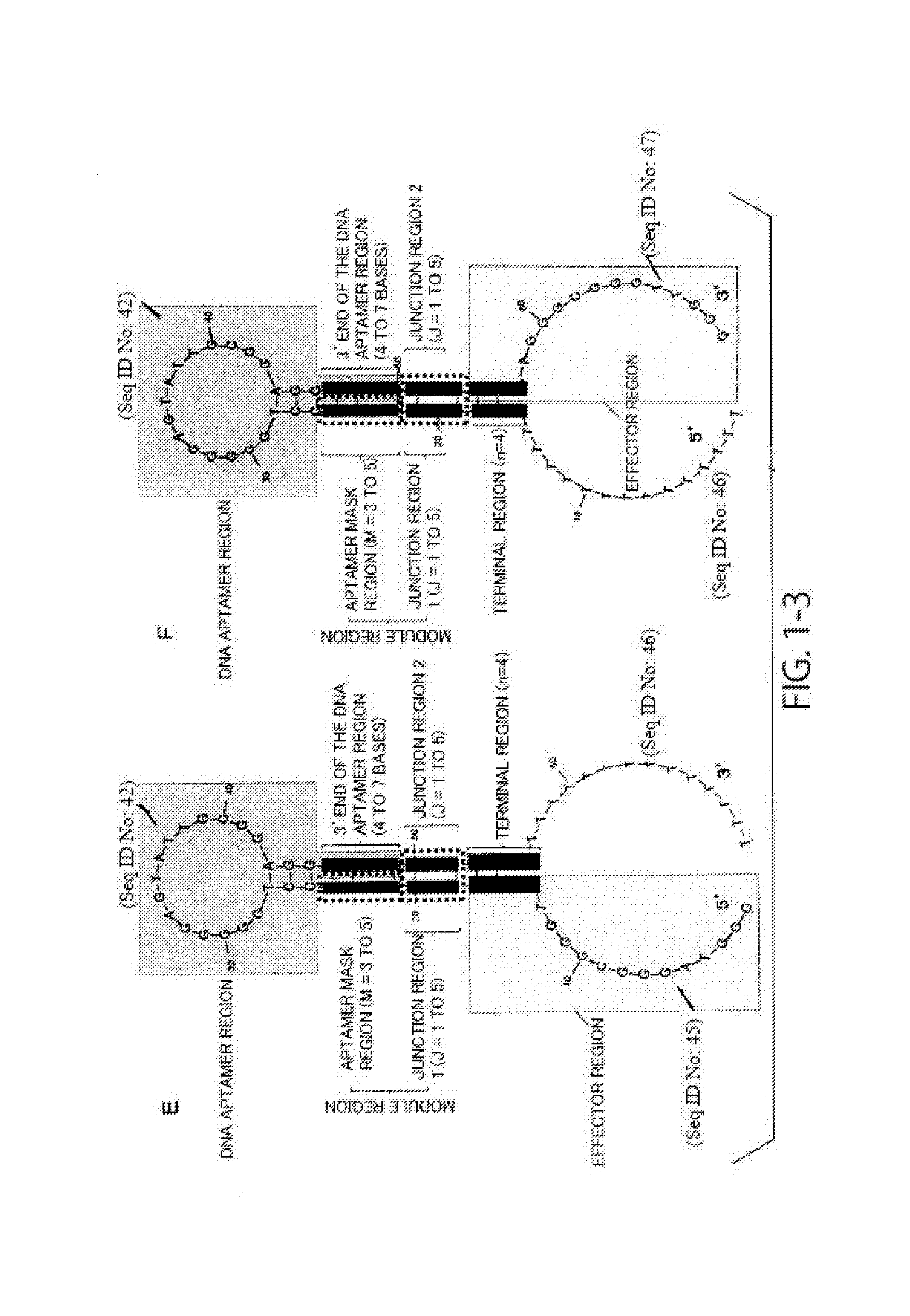 Nucleic acid molecules for highly sensitive detection of ligands, screening method for nucleic acid molecules, and optimization method for sensitivity of nucleic acid molecules