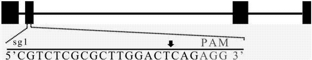 Specifically-targeted swine IGFBP3 gene sgRNA targeting sequence and application