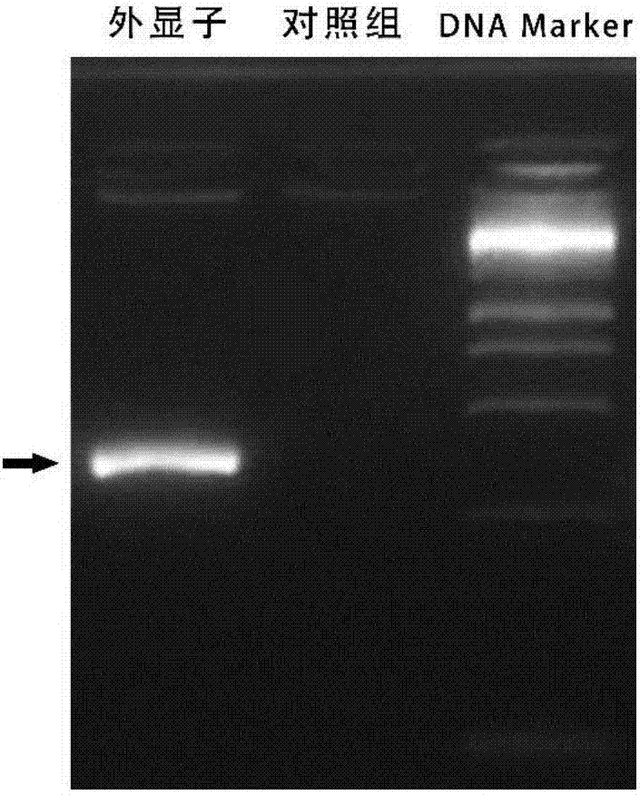 Specifically-targeted swine IGFBP3 gene sgRNA targeting sequence and application