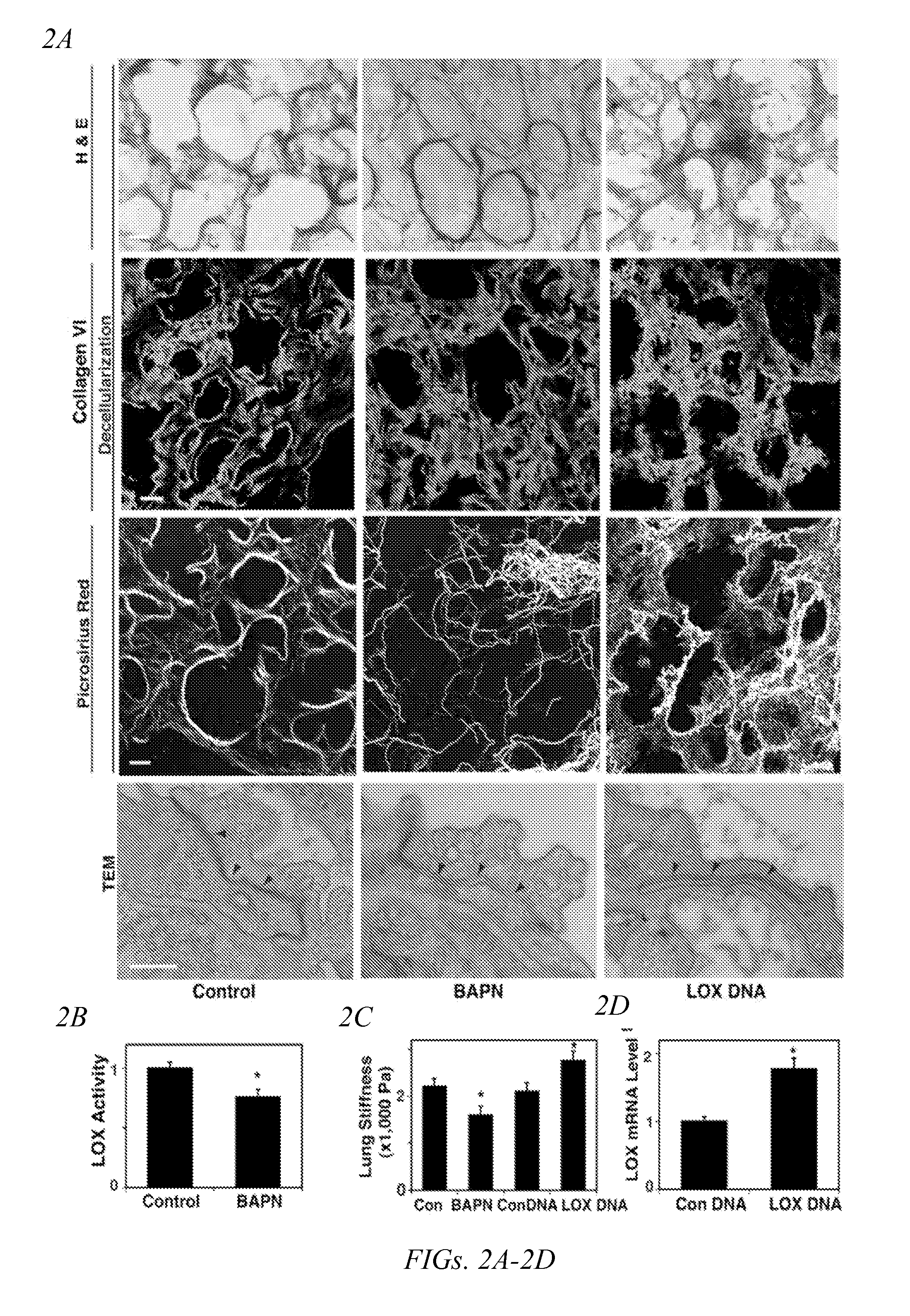 Method of altering vascular permeability and uses thereof