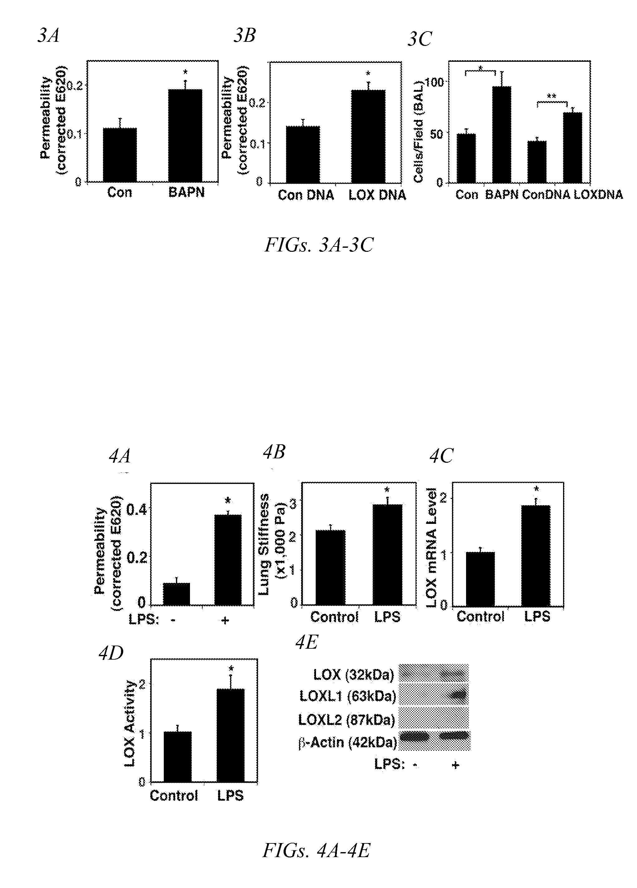 Method of altering vascular permeability and uses thereof
