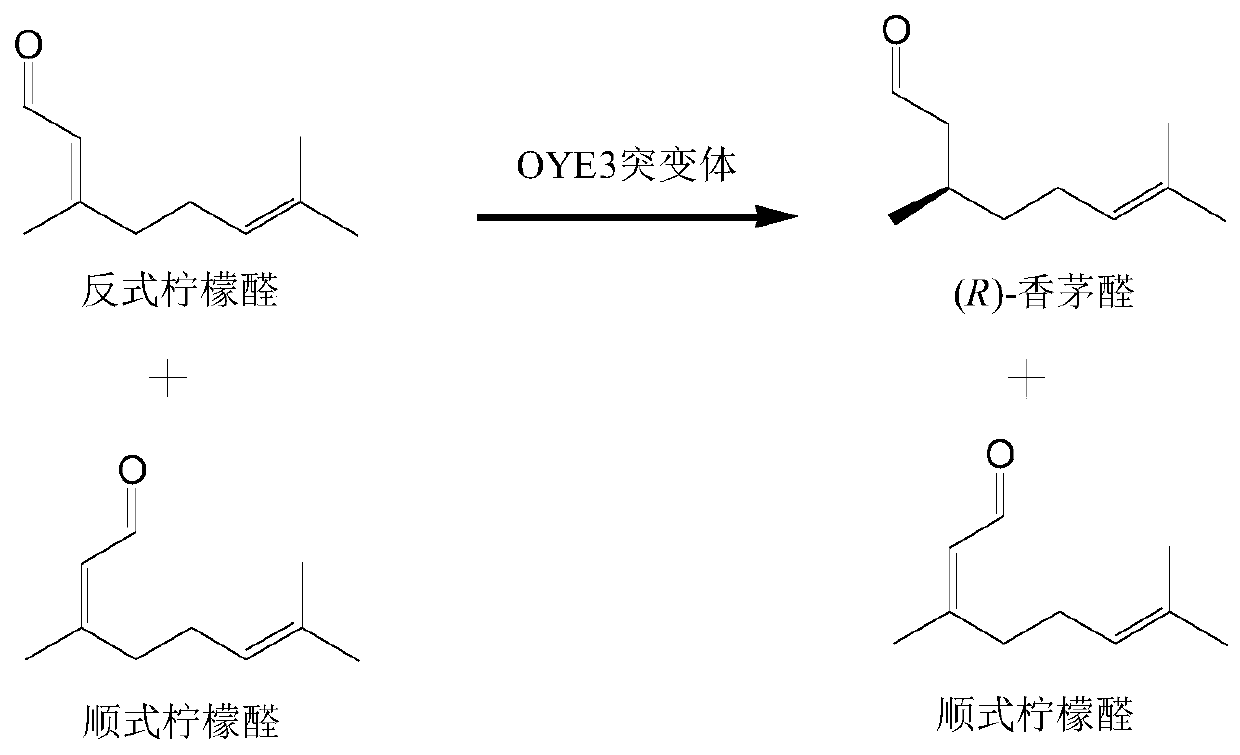 Enol reductase mutant and application thereof in preparation of (R)-citronellal