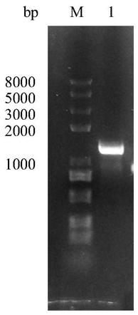 Enol reductase mutant and application thereof in preparation of (R)-citronellal