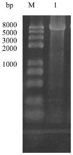 Enol reductase mutant and application thereof in preparation of (R)-citronellal