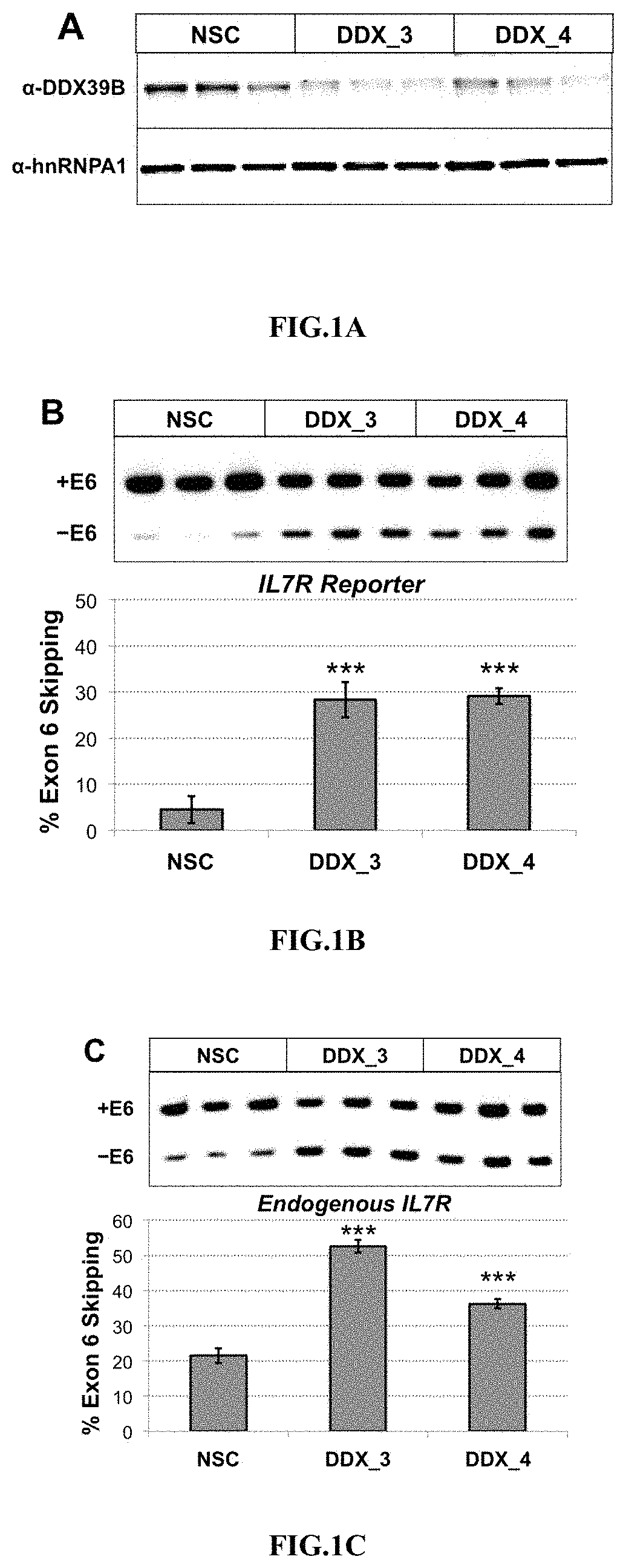 Method to identify subjects at higher risk to develop an autoimmune disease based on genetic and/or phenotypic screening for epistatic variants in DDX39B (RS2523506) and IL7R (RS6897932)