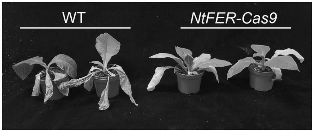 Application of NtFER gene-based modification in improvement of bacterial wilt resistance of plants