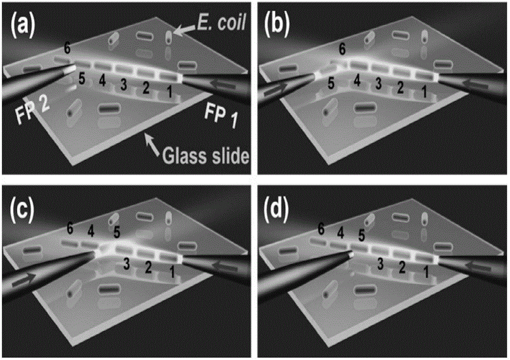 Light control technology for realizing cell serial adjustment by using dual-fiber optical tweezers