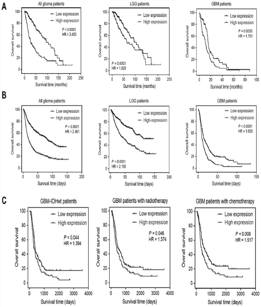 Application of LIGHT to diagnosis and treatment of glioma