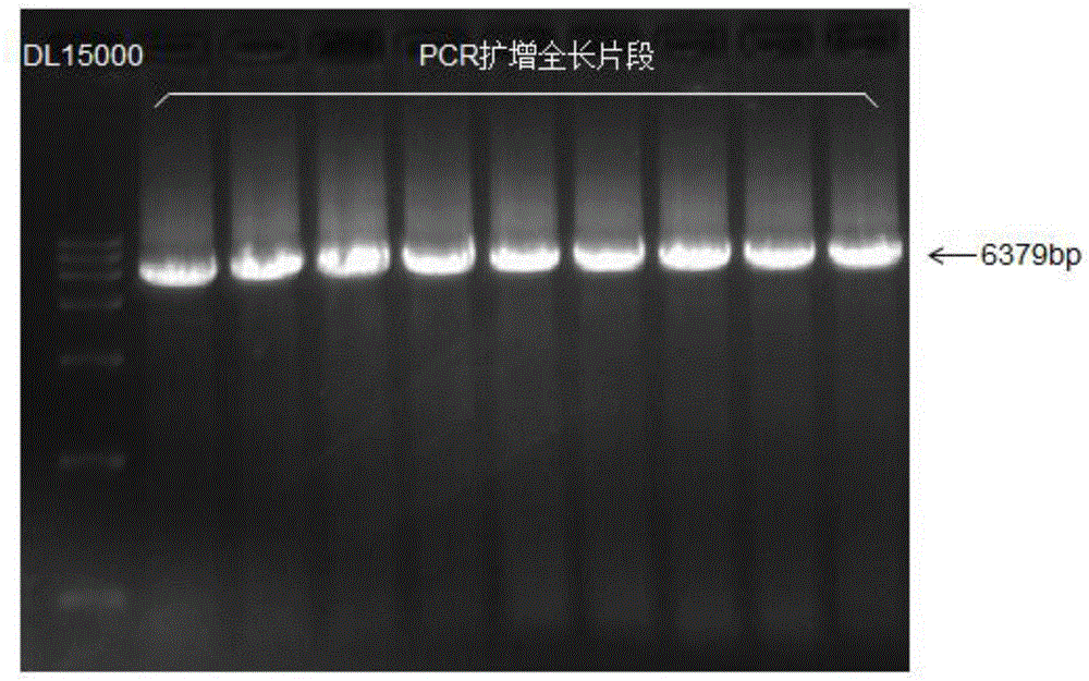 Nitrilase mutant as well as coding gene and application thereof
