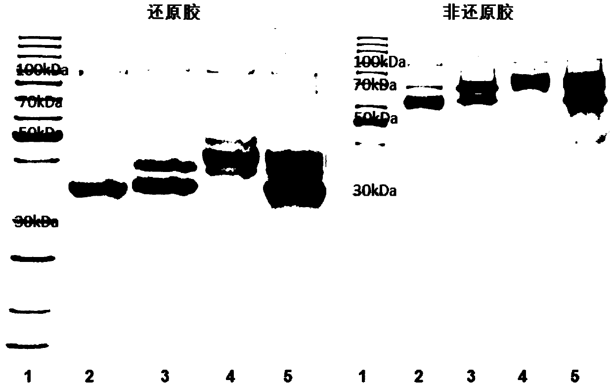 Long-acting recombinant GLP1-Fc-CD47 protein as well as preparation method and application thereof