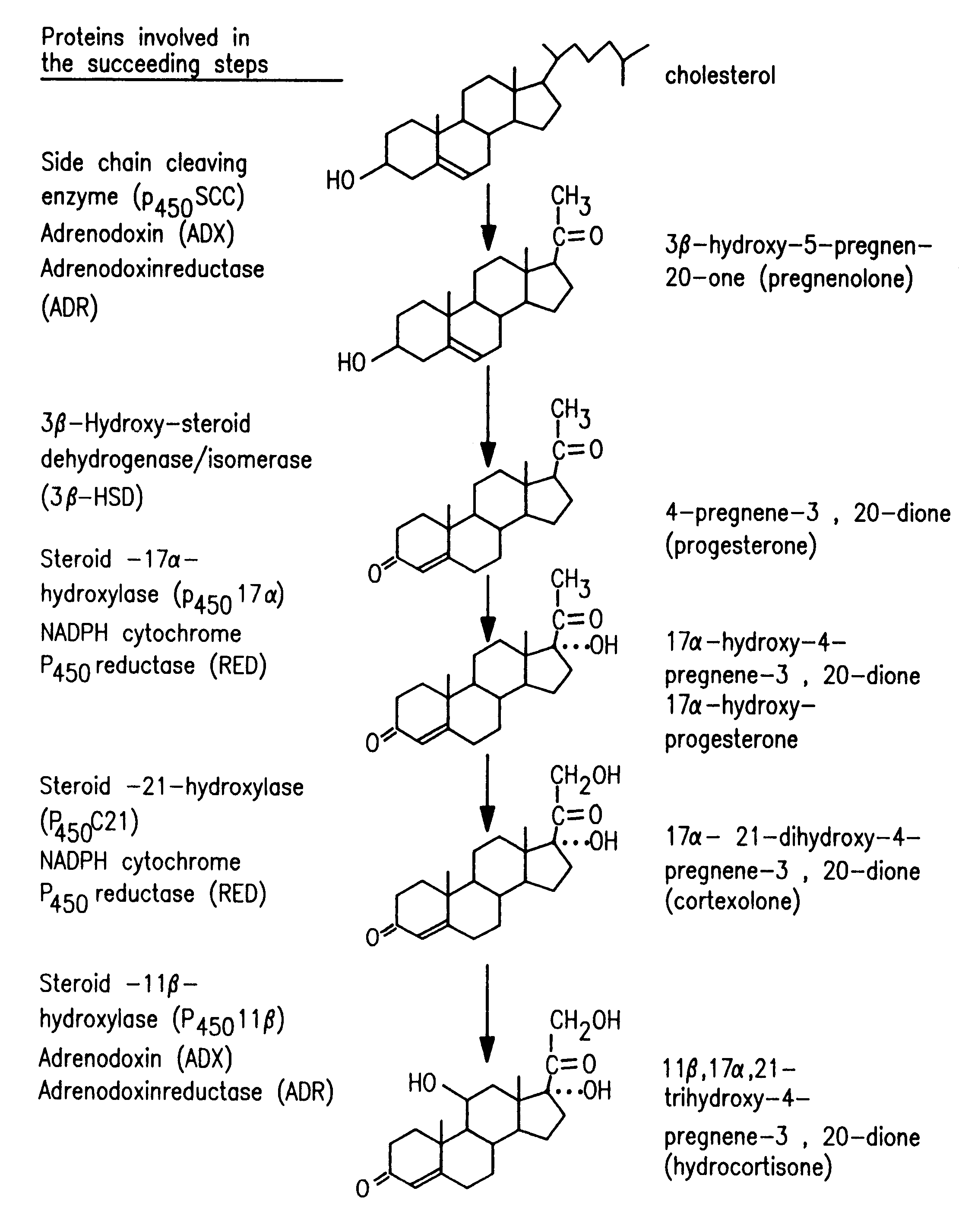 Process for oxidation of steroids and genetically engineered cells used therein