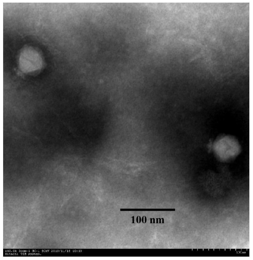Cronobacter bacteriophage and application thereof
