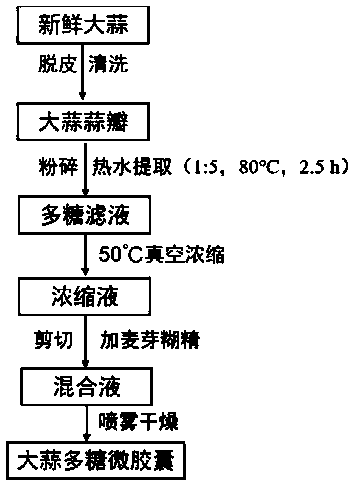 Garlic polysaccharide microcapsules as well as preparation method and application thereof