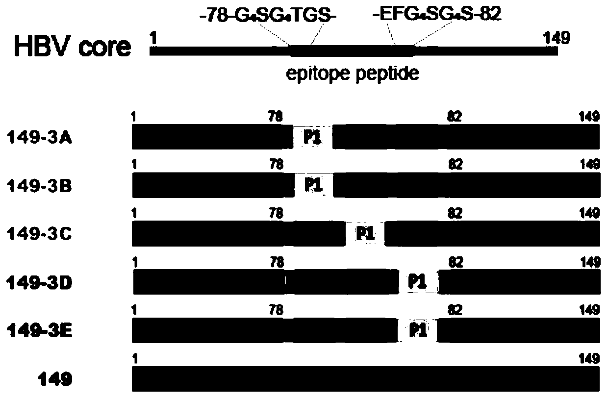 Chimeric particle containing dominant epitope peptide of EB virus membrane surface glycoprotein gp350 and coding gene and application of chimeric particle