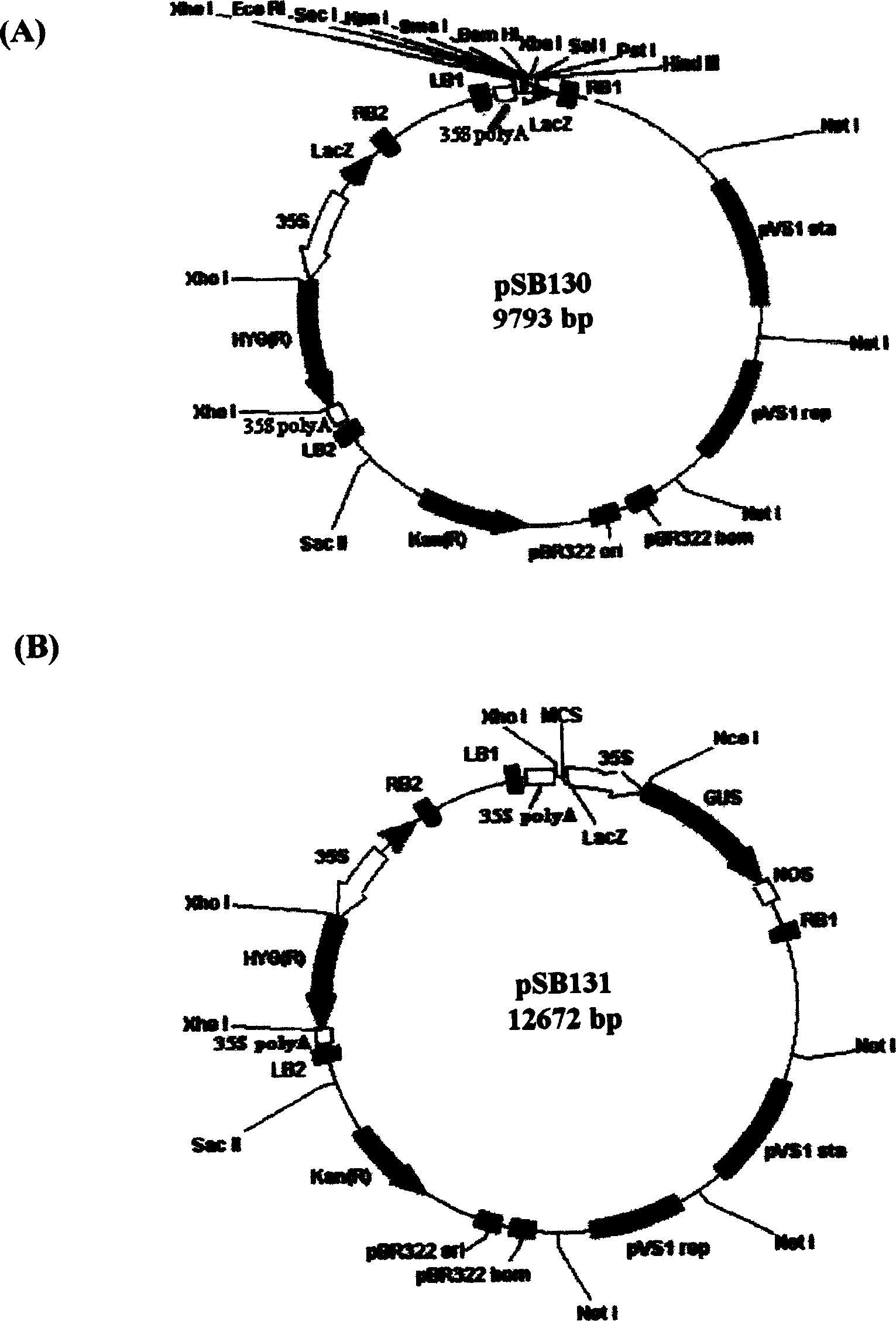 Double T-DNA carrier and its application in cultivating of non selecting sign transgene rice