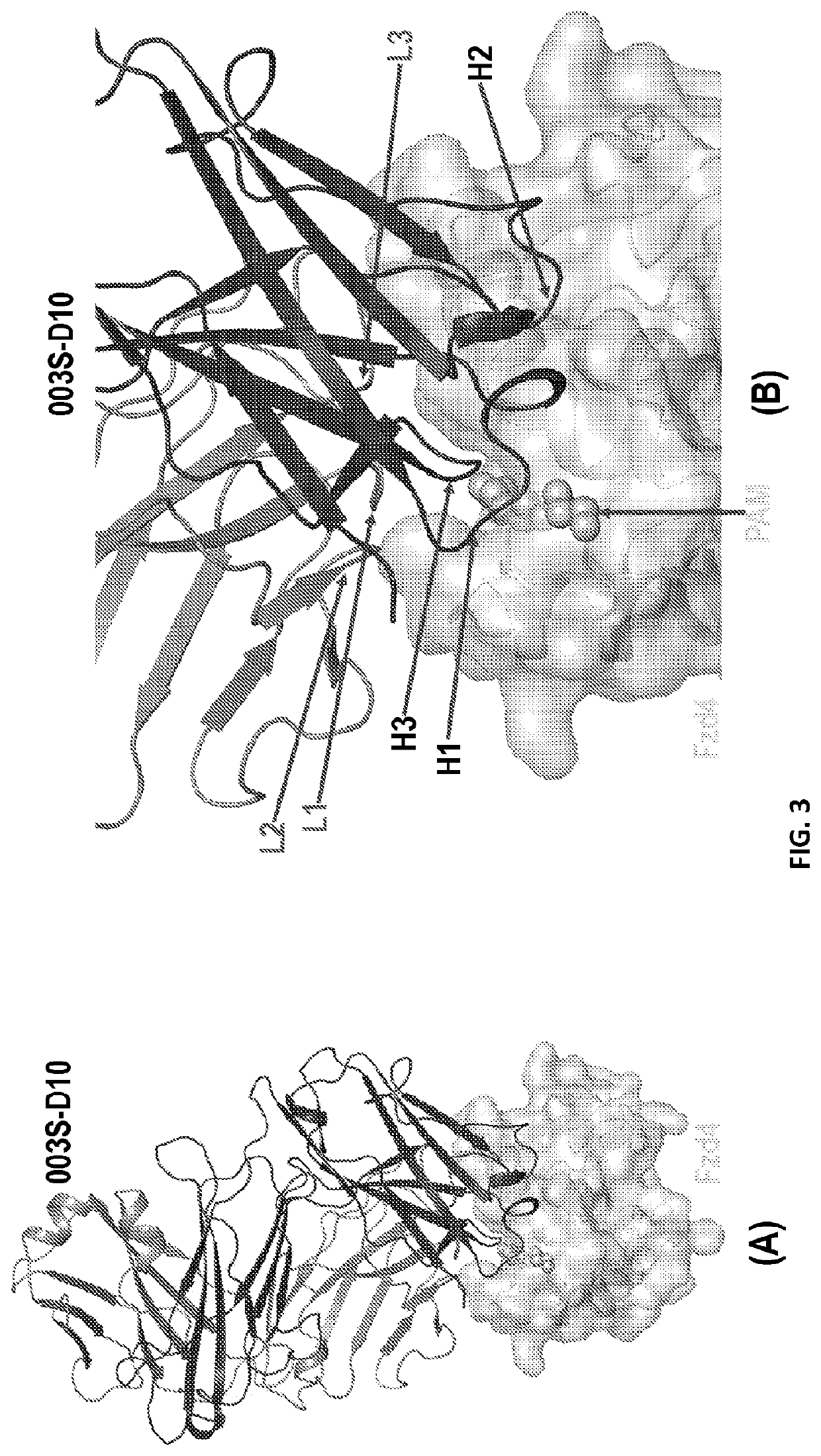 Anti-frizzled antibodies and methods of use