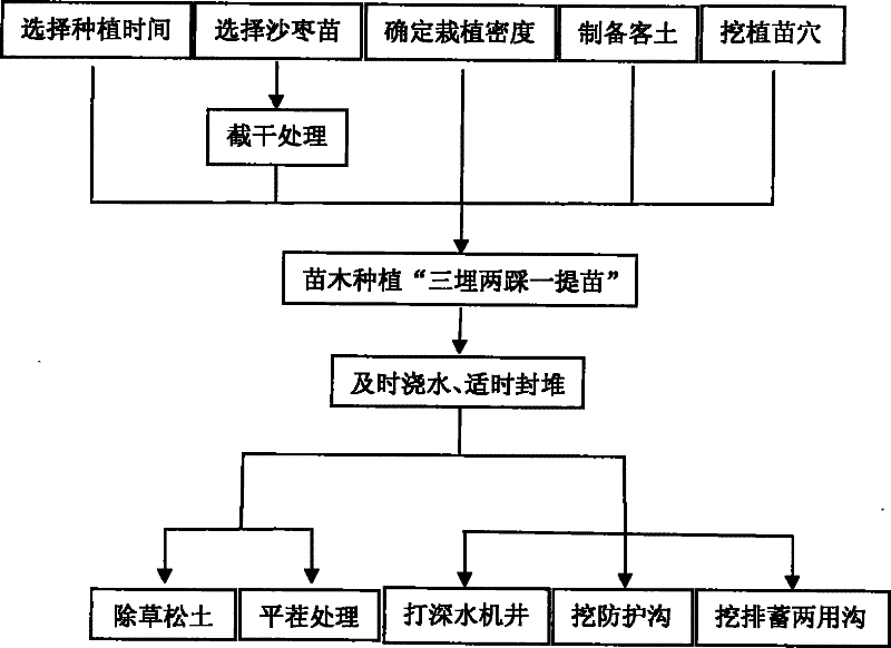 Severe soda saline-alkaline land elaeagns angustifolia afforestation keep-alive method