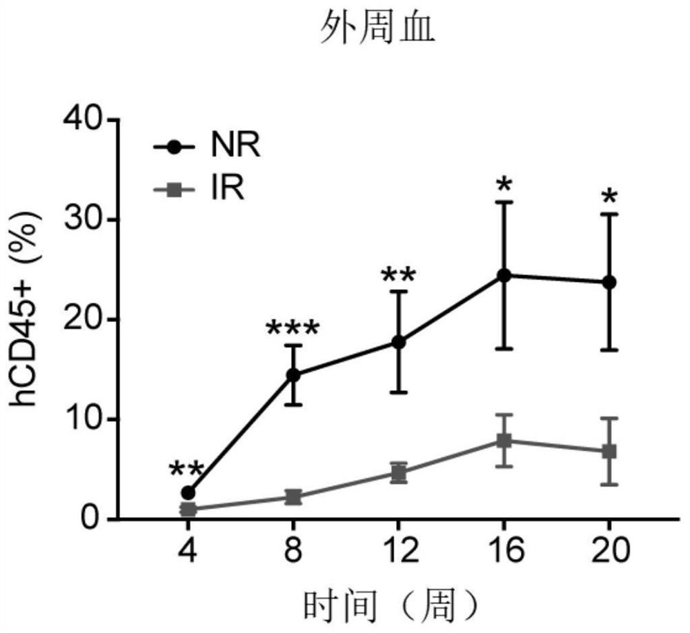 Construction method and application of research model of bystander effector damaged hematopoietic stem progenitor cells