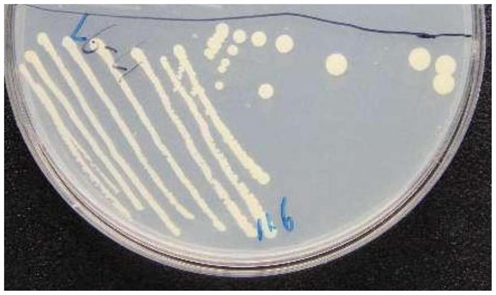 Bacillus subtilis DK-03 and application thereof