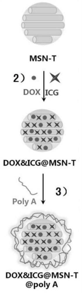 A controlled-release system based on base pairing rules and its preparation method and application