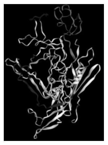 Assembling method and application of PPV (porcine parvovirus)-like particles with chimeric SAT2 FMD (Southern African Territories 2 foot and mouth disease) virus epitopes