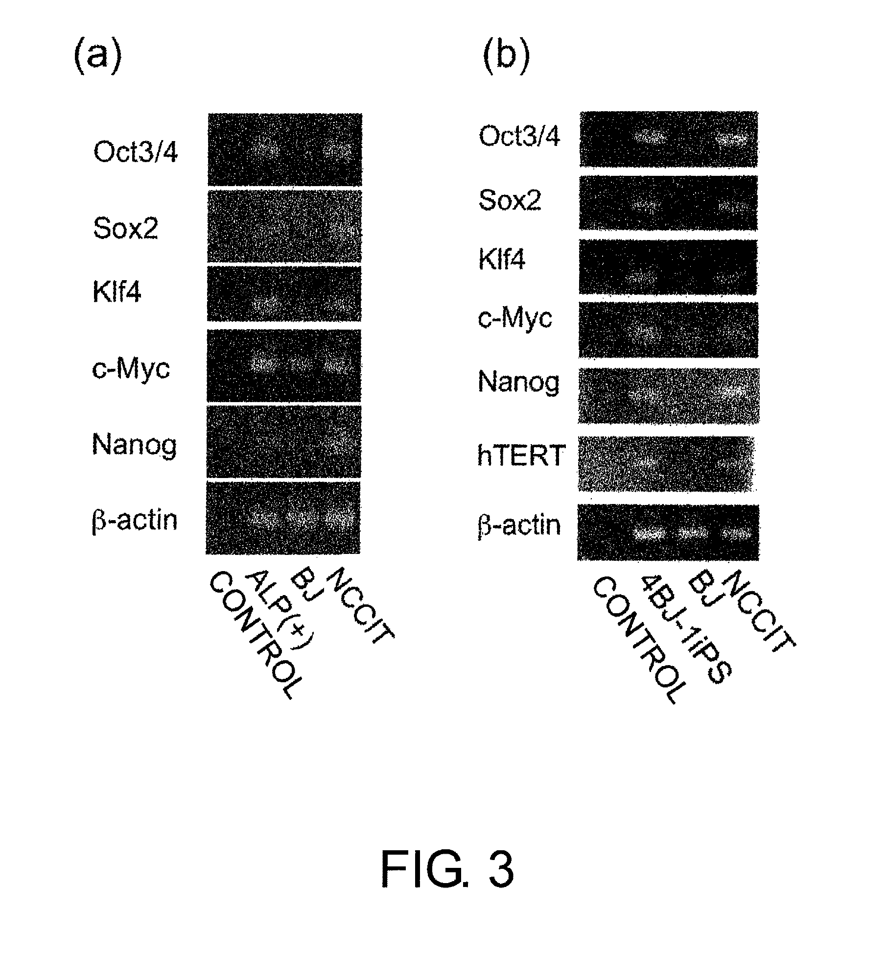 Method for production of reprogrammed cell using chromosomally unintegrated virus vector