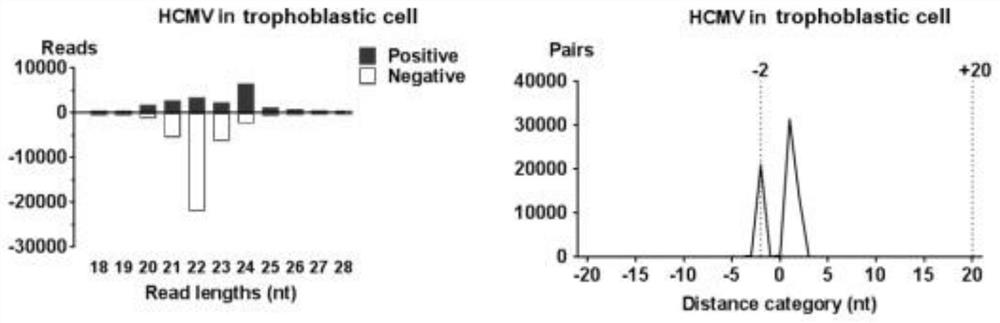 Application of ciprofloxacin in preparation of human cytomegalovirus inhibitor