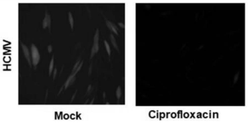 Application of ciprofloxacin in preparation of human cytomegalovirus inhibitor