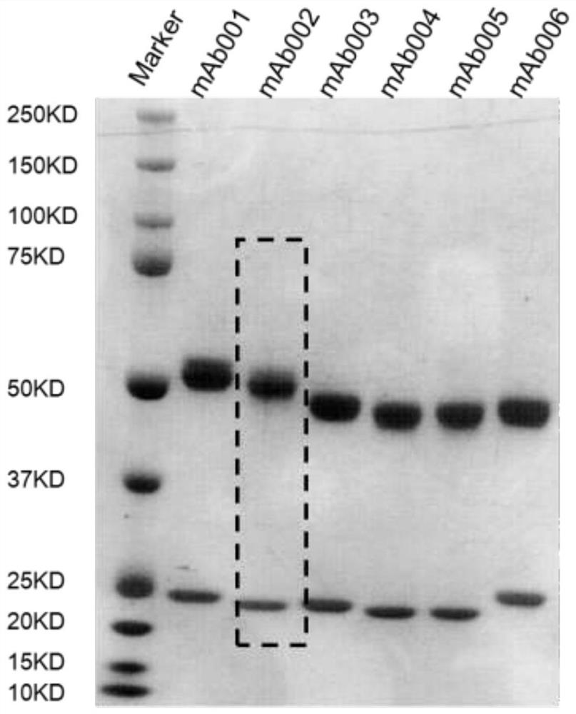 Detection method of aav protein coat