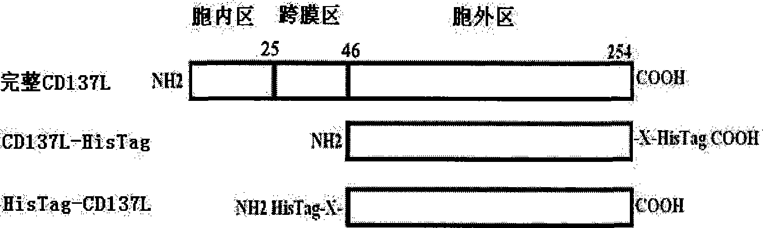 Protein or polypeptide with function of CD137L, and gene and application thereof