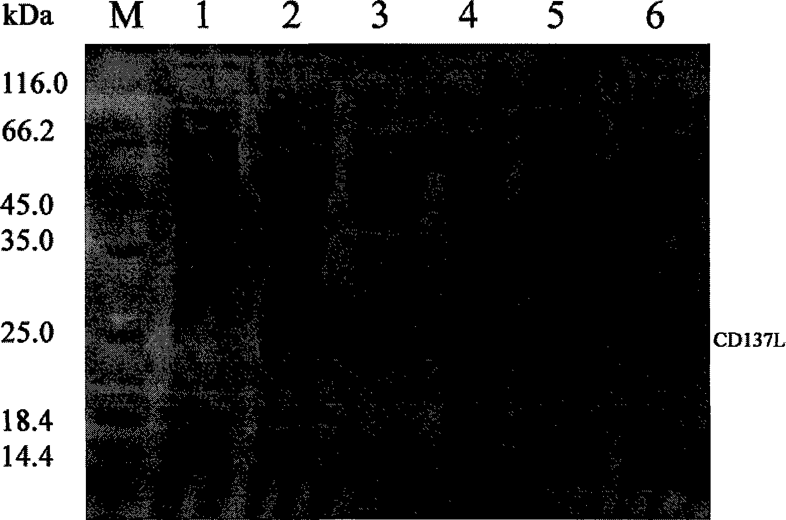 Protein or polypeptide with function of CD137L, and gene and application thereof