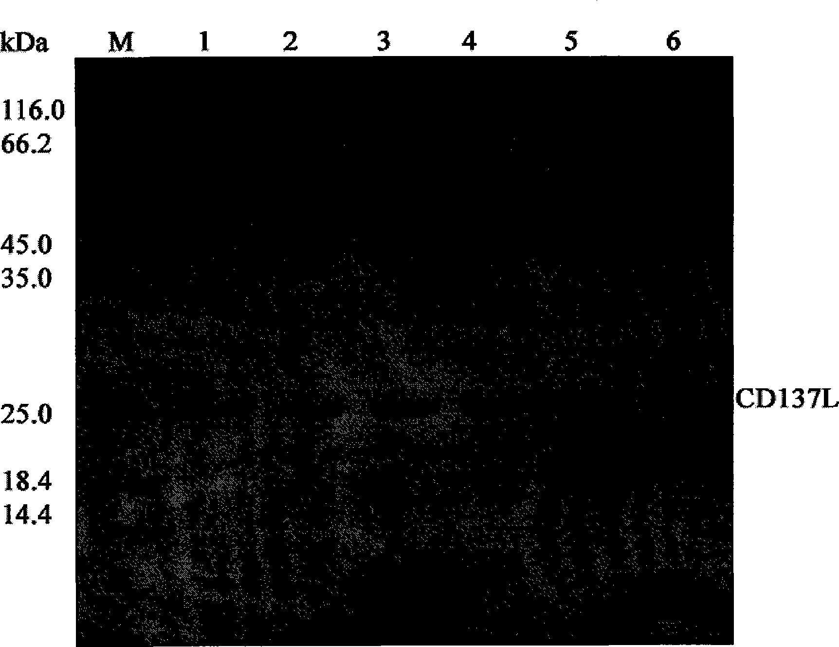 Protein or polypeptide with function of CD137L, and gene and application thereof