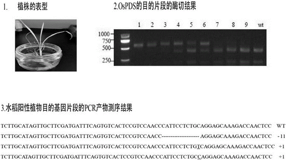 Monocotyledon plant gene knockout vector based on CRISPR/Cas9 technology, and applications thereof
