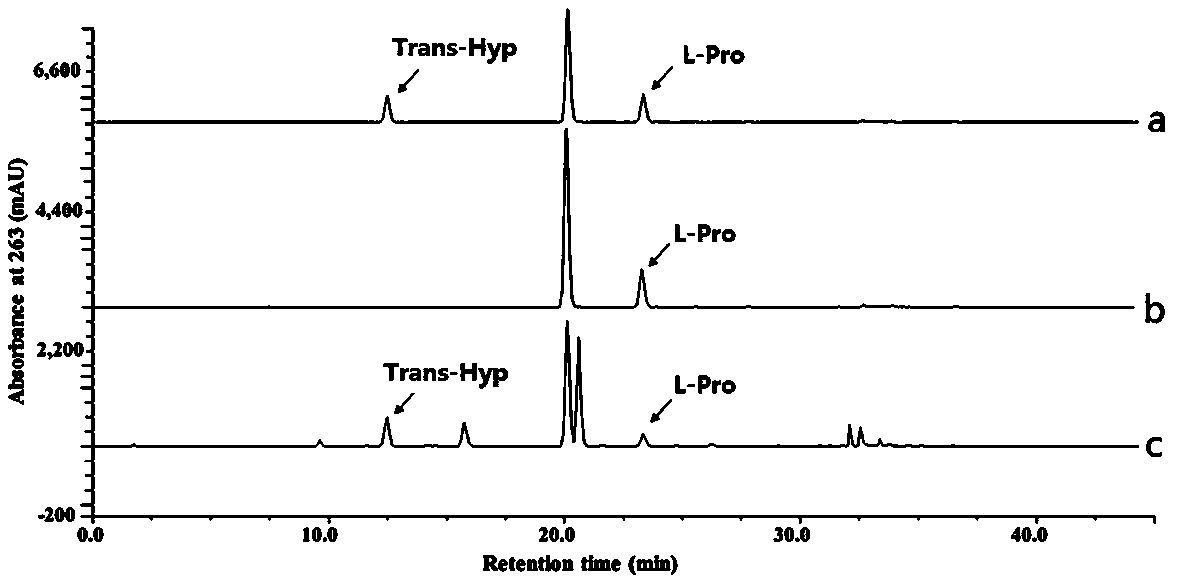 Trans-4-hydroxy-L-proline synthesis strain as well as L-proline hydroxylase gene and application thereof