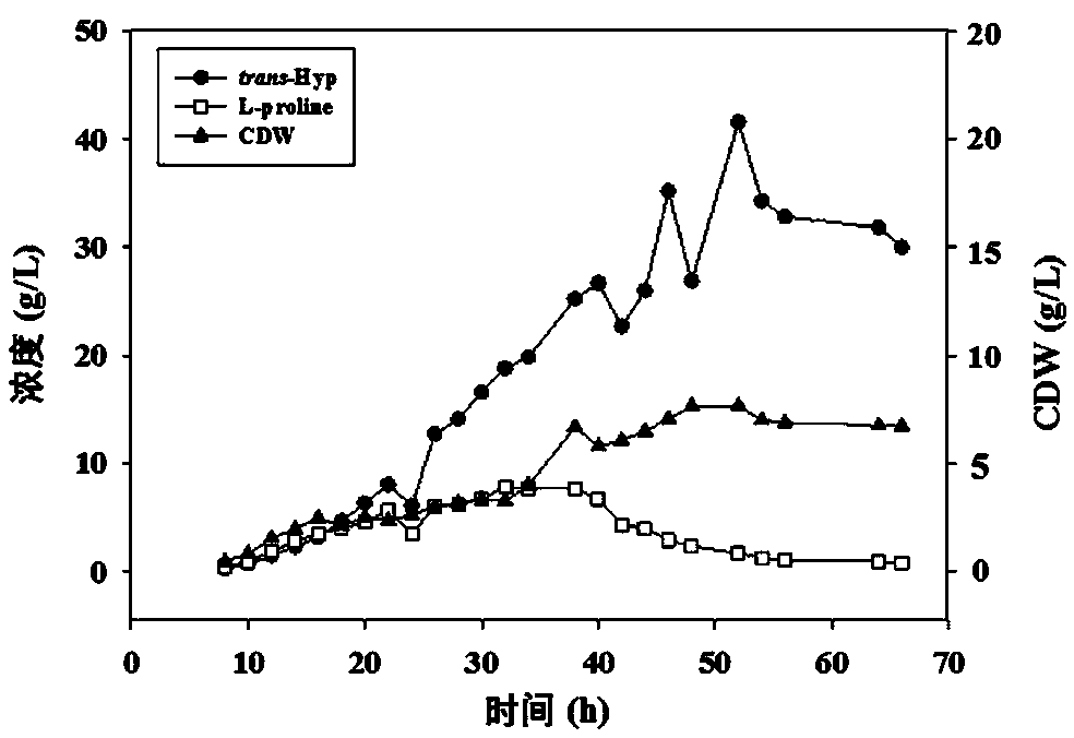 Trans-4-hydroxy-L-proline synthesis strain as well as L-proline hydroxylase gene and application thereof