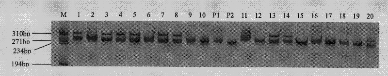 A molecular marker that co-segregates with aroma traits