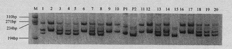 A molecular marker that co-segregates with aroma traits